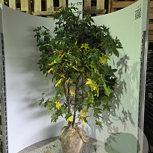 Liquidambar styraciflua 125-150 cm met kluit