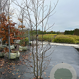 Liquidambar styraciflua 150-175 cm 20L