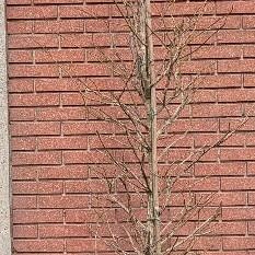 Liquidambar styraciflua 175-200 cm met kluit