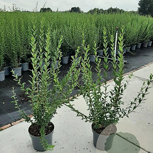 Ligustrum vulg. 'Atrovirens' 100-120 cm 7,5L