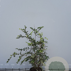 Lonicera fragrantissima 125-150 cm met kluit