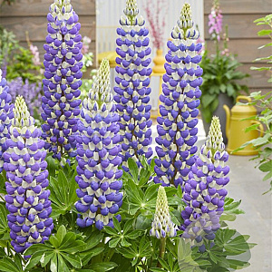 Lupinus 'King Canute' GM  P11
