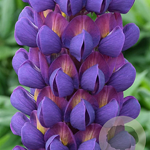 Lupinus 'Magic Lantern' GM  P11