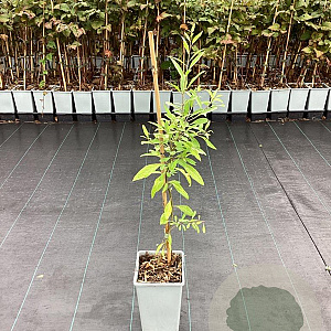 Lycium barbarum Little Goji 50-60 cm C1.5