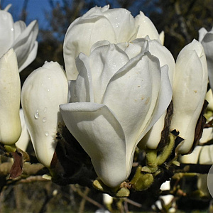 Magnolia denudata 60-80 cm met kluit