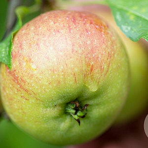 Malus d. Summer Sunset halfstam 10L