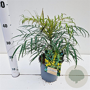 Mahonia eurybracteata 'Soft Caress' 20-30 cm 2,5L