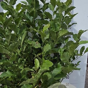 Magnolia kobus 125-150 cm met kluit