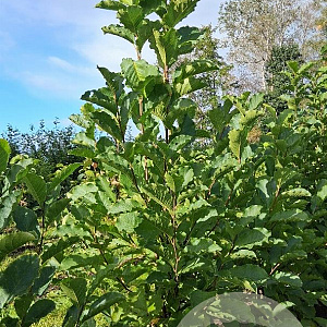 Magnolia kobus 150-175 cm met kluit