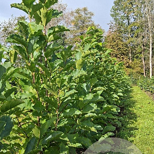 Magnolia kobus 150-175 cm met kluit