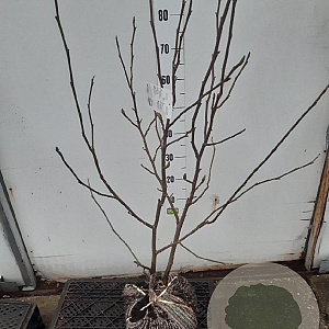 Magnolia soulangeana 80-100 cm met kluit