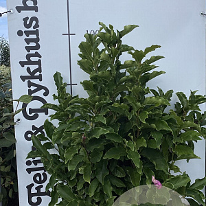 Magnolia 'Susan' 100-125 cm met kluit