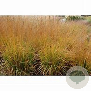 Molinia arund. 'Cordoba' GM P9