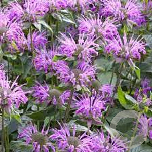 Monarda fistulosa menthifolia GM P9