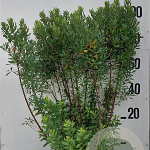 Myrica gale 80-100 cm 20L