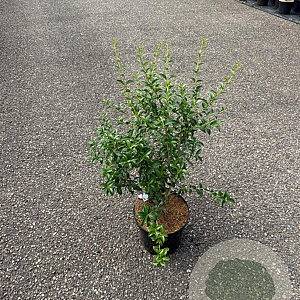 Osmanthus burkwoodii 100-125 cm 7,5L solitair