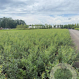 Osmanthus burkwoodii 100-125 cm 7,5L solitair