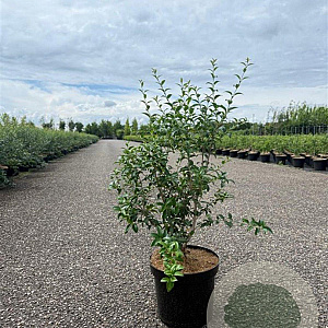 Osmanthus burkwoodii 100-125 cm 7,5L solitair