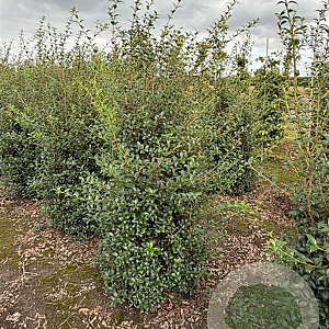 Osmanthus burkwoodii 150-175 cm draadkluit