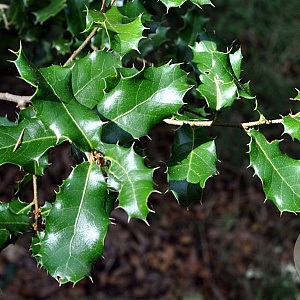 Quercus coccifera 125-150 cm 5,0L