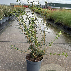 Osmanthus burkwoodii 60-80 cm 5,0L