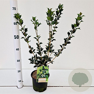Osmanthus heterophyllus 30-40 cm 2,0L