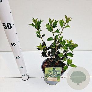 Osmanthus heterophyllus 30-40 cm 2,0L
