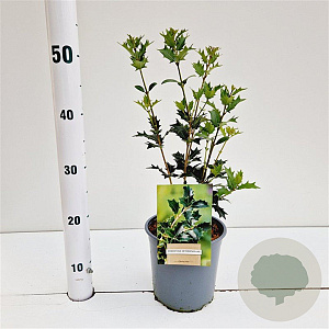 Osmanthus heterophyllus 30-40 cm 2,0L