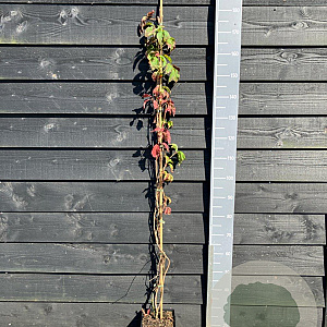 Parthenocissus quinquefolia 150-175 cm vierkant rond 5,5L