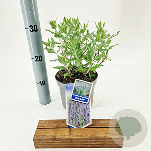 Perovskia 'Blue Spire' 30-40 cm 2,0L
