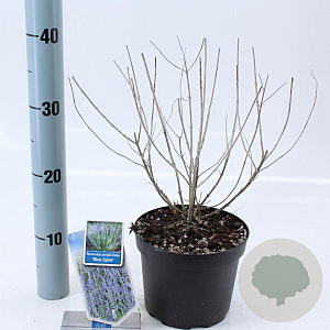 Perovskia 'Blue Spire' 30-40 cm 2,0L