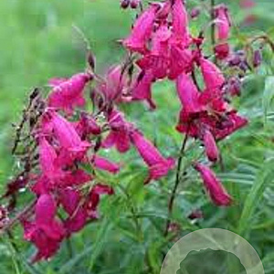 Penstemon digit. 'Pocahontas' GM P9