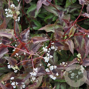 Persicaria micr. 'Red Dragon' GM P9