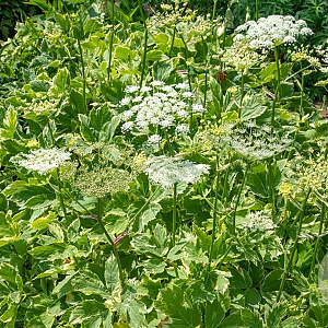 Peucedanum ostruthium 'Daphnis' GM P9