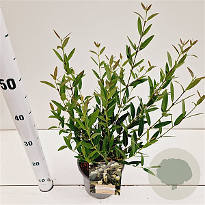 Phillyrea angustifolia 40-60 cm 2,0L