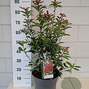Photinia fraseri Carré Rouge 50-60 cm 10L
