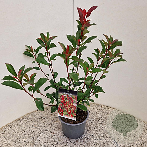 Photinia fraseri Carré Rouge 55-60 cm 3,0L