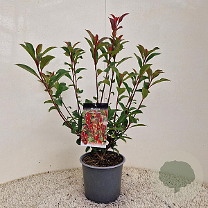 Photinia fraseri Carré Rouge 55-60 cm 3,0L