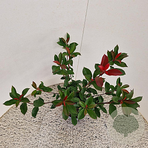Photinia fraseri Carré Rouge 55-60 cm 3,0L