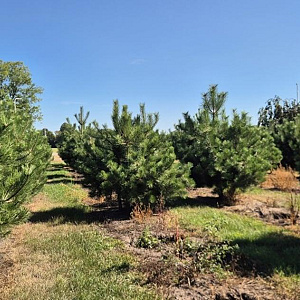Pinus nigra nigra 200-250 cm draadkluit meerstammig 160-180 cm diameter