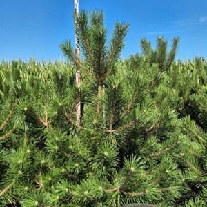 Pinus nigra nigra 225-250 cm draadkluit extra