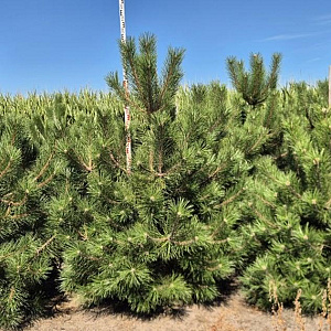 Pinus nigra nigra 225-250 cm draadkluit extra