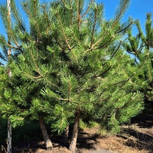 Pinus nigra nigra 250-300 cm draadkluit meerstammig 350-400 diameter