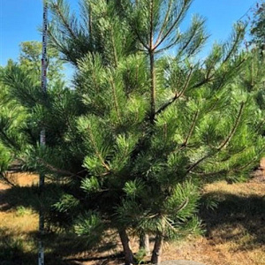 Pinus nigra nigra 250-300 cm draadkluit meerstammig 350-400 diameter