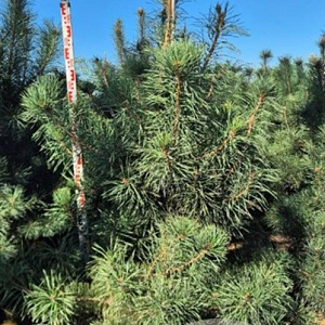 Pinus sylvestris 200-225 cm draadkluit