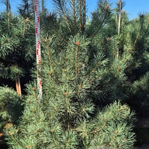 Pinus sylvestris 200-225 cm draadkluit