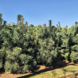Pinus sylvestris 200-225 cm draadkluit