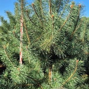 Pinus sylvestris 225-250 cm draadkluit