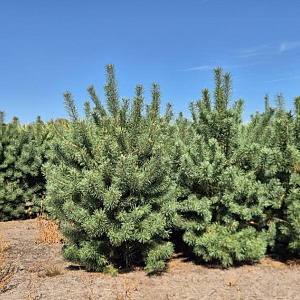 Pinus sylvestris 225-250 cm draadkluit extra