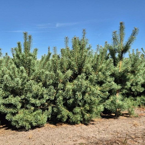 Pinus sylvestris 225-250 cm draadkluit extra